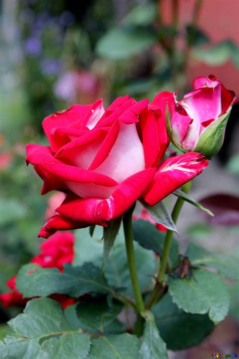 Rose Flower Photo Image Red Roses Are The Best Flowers Photo