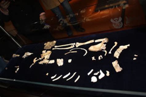 Female Australopithecus Sediba Fossil Unveiled At Maropeng Maropeng