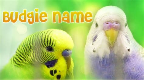 Budgie Names The Meaning Of The Word Budgerigar Budgie Names