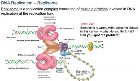 solved dna replication replisome replisome is a