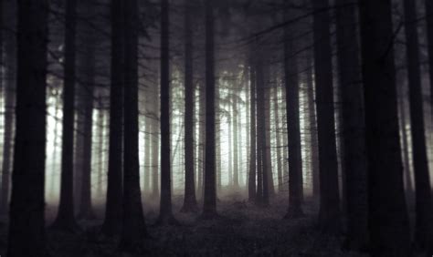 Scary Woods At Night Scary Woods Photo Dark Woods Mysterious