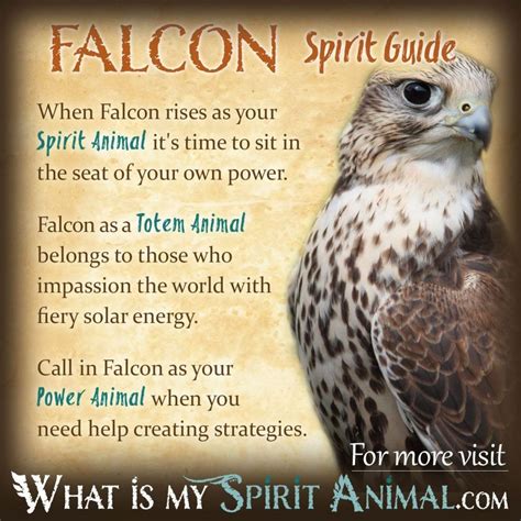 Falcon Symbolism And Meaning Spirit Totem And Power Animal Animal
