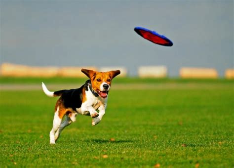 How To Train A Dog To Catch A Frisbee Home Alpha Dog Pet