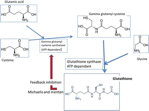 Glutathione Synthesis From Glycine And Glutamine Retro Control By