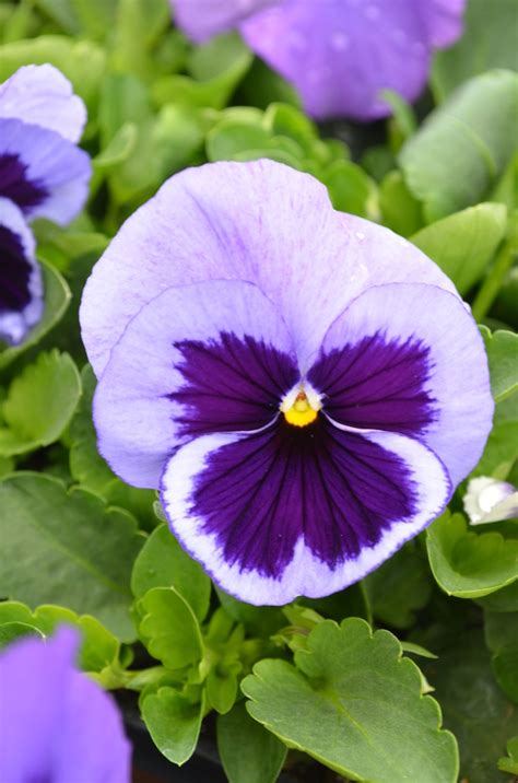 Viola X Wittrockiana Spring Matrix™ Ocean Pansy From Garden Center