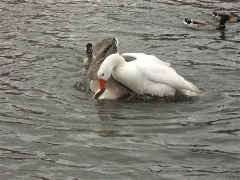 Goose Fight Runningjackknits Flickr