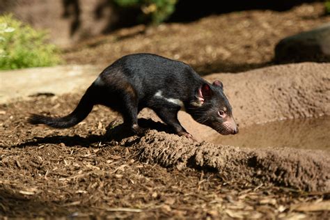 Tasmanian devil is able to turn into a tasmanian devil based therianthrope at will. Tasmanian Devils | Saint Louis Zoo