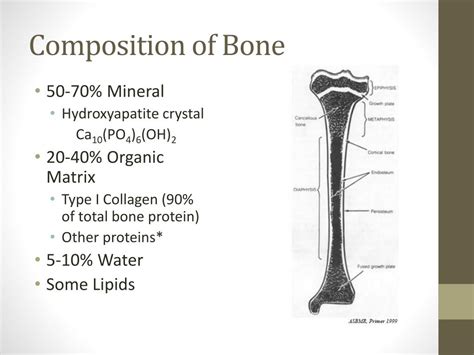 Ppt Composition Of Bone Powerpoint Presentation Free