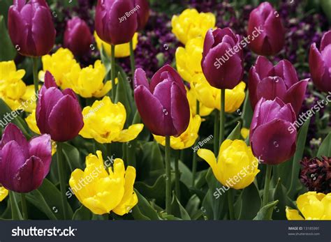 Beautiful Purple And Yellow Tulips Stock Photo 13185991 Shutterstock