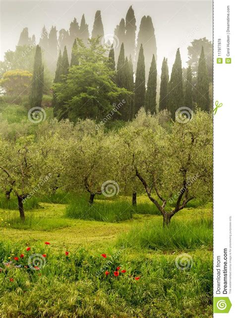 Fog Hanging In The Olive Grove In Tuscany Italy Stock Photo Image Of