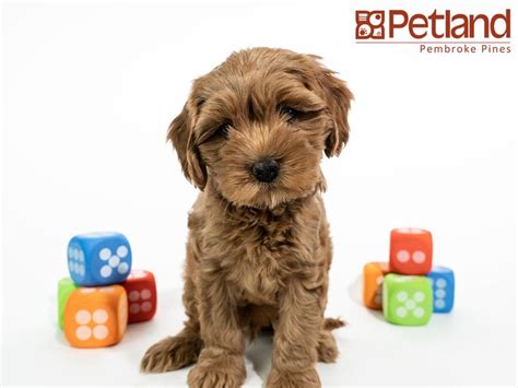 We sell our puppies nationwide. Petland Florida has Miniature Goldendoodle puppies for ...