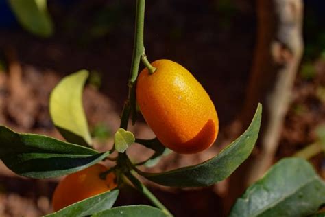 In genere si sceglie una varietà nana. Come coltivare il kumquat: il conosciuto mandarino cinese