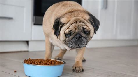 Best Food For Pug Puppies Top 10 Best Dog Food For Pugs Available In