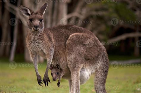Mother Kangaroo In The Forest With Her Baby In Her Pouch 846832 Stock