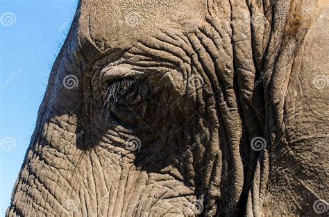 Elephant Closeup Eye Tusk Proboscis Addo Elephants Park South Africa