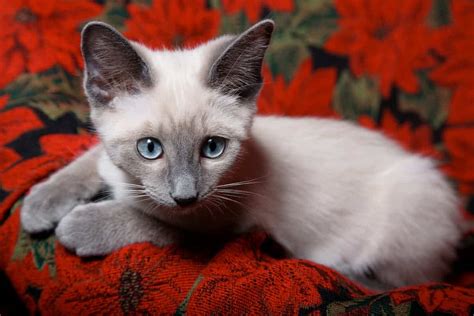 Do Siamese Cats Go Grey 5 Reasons Why