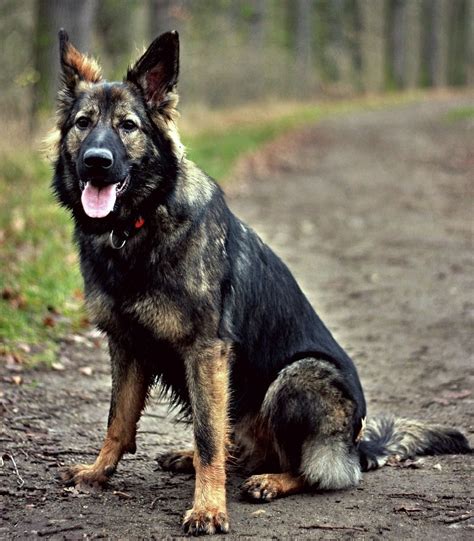 Are There Different German Shepherd Breeds