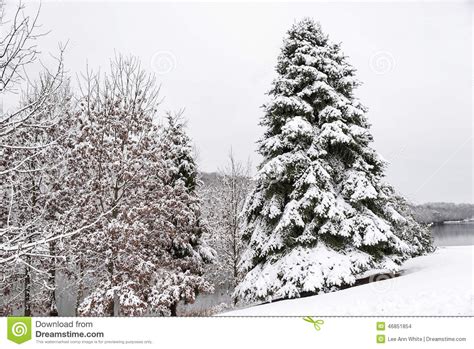 Snow Covered Pine Tree In A Winter Wonderland Stock Photo