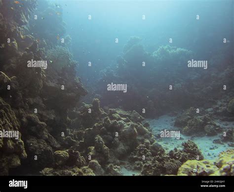 Coral Reef Underwater Stock Photo Alamy
