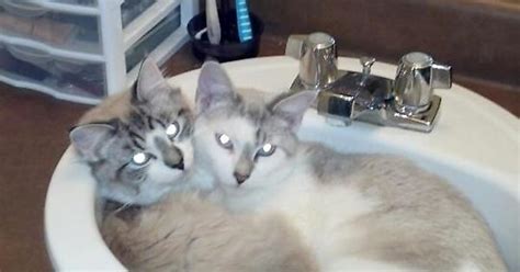 Sink Kitties Imgur