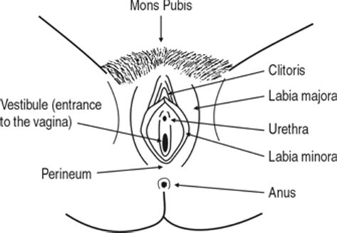 Start studying female private parts anatomy. How to perform vulval self-examination - Vulval Pain Society