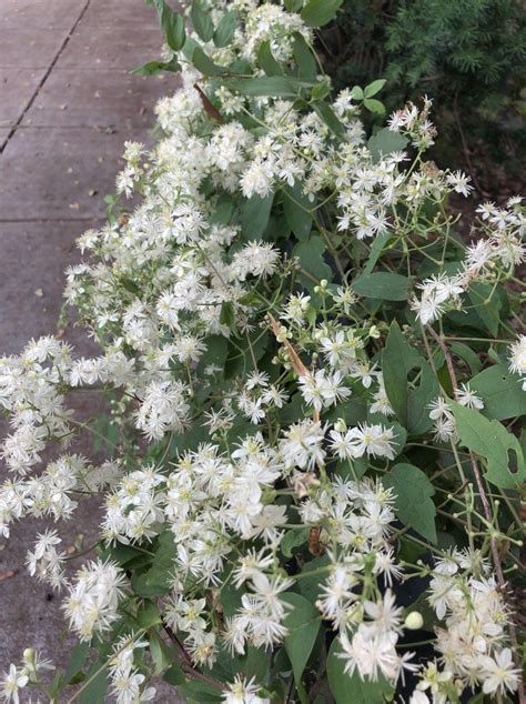 Virginia Native Plants Clematis Clematis Native Plants Small White