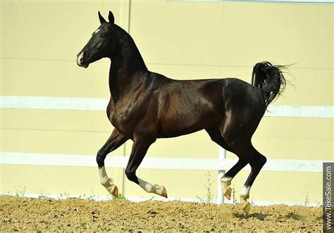 Akhal Teke Horses For Sale Sevan Shaelsaivan Djennet Shael
