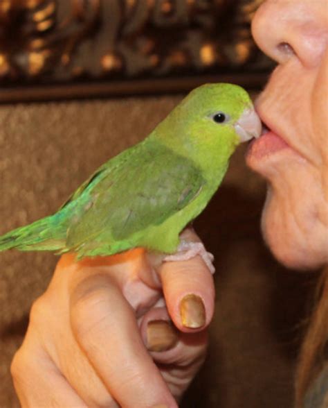 Single Female Green Parrotlet Fly Babies Aviary