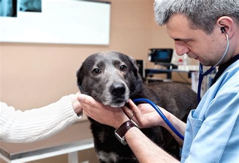 7 Things You Should Never Do To Your Dog Petmd