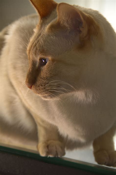 Siamese Cat Red Point By Marta Forgione Photography
