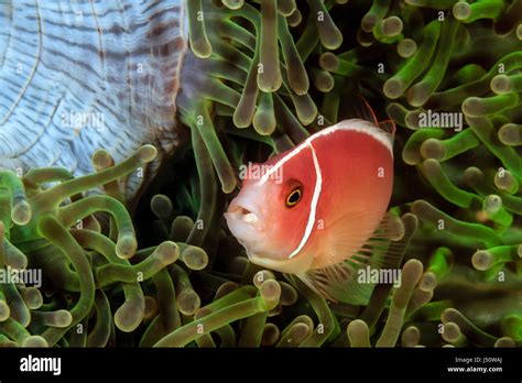 Skunk Clownfish In A Green Anemone Stock Photo Alamy