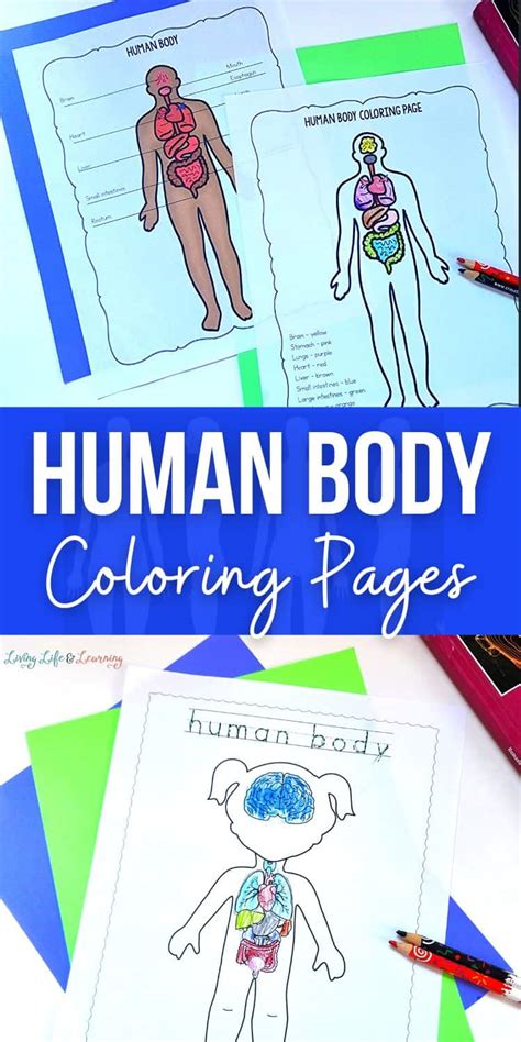 Human Body Coloring Pages
