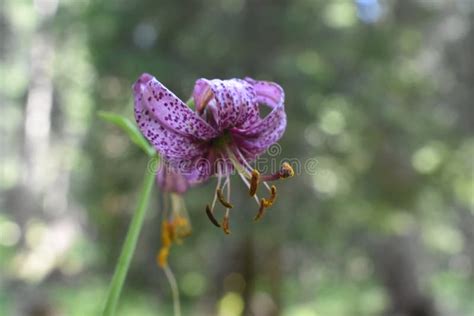 The Beautiful Mountain Lily Flower In The Forest Stock Photo Image Of