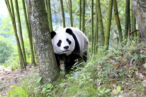 Habitat Preservation Pays Off For Giant Panda The Columbian