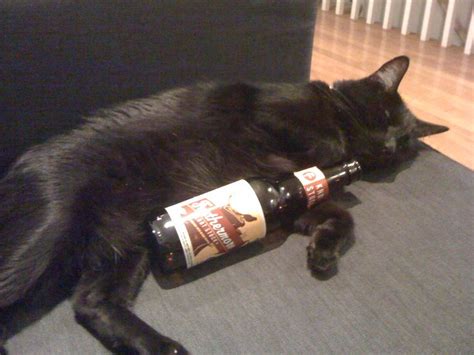 Pictures Of Cats Drinking Beer 14 Photos Drink Philly The Best