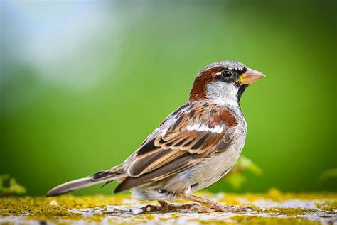 Hd Wallpaper Foraging Sparrow Bird Plate Animal Animal Themes