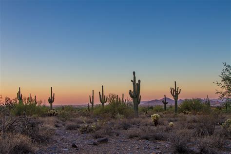 Cactus Sunset Wallpapers Top Free Cactus Sunset Backgrounds