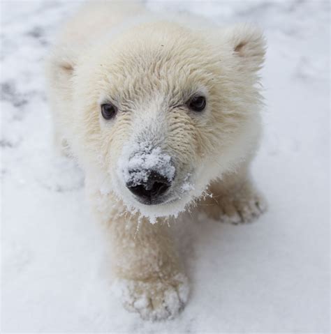Living On Earth Baby Polar Bear Rescue Come Play With Me In The Snow