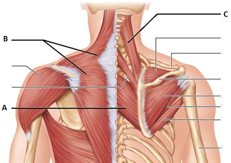 But muscle is also the dominant tissue in the heart and in the walls of other hollow organs of the body. Upper Trapezius Trigger Point Therapy Exercise Video ...