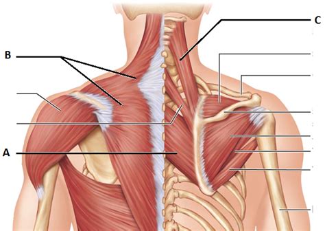 Study on the go by downloading the app on your mobile phone. Upper Trapezius Trigger Point Therapy Exercise Video ...