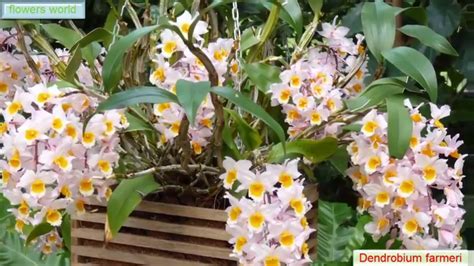Most Beautiful Orchid Flowersdendrobium Farmeri Youtube