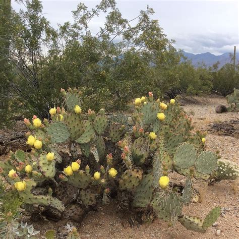 Beautiful Prickly Pear Cactus In Saguaro National Park East Sonoran
