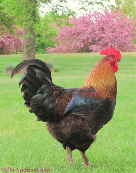 We did not find results for: Black Copper Marans rooster. (aka: Blaze ...