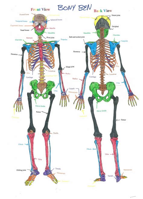 From the matchcard science human anatomy unit study. Body Systems
