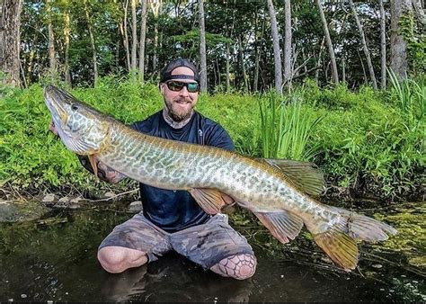 Ct Angler Catches Rare 26 Pound Tiger Muskie In Lake Lillinonah
