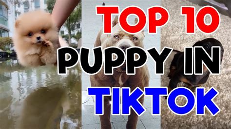 Top 10 Puppy In Tiktok Limited Edition Youtube