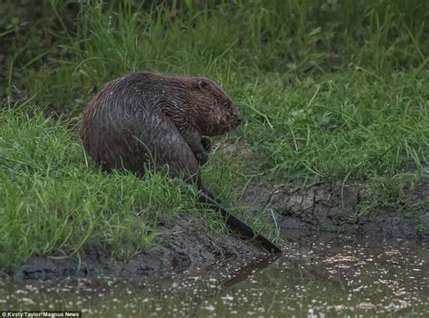 Industrious Beavers In Englands Only Wild Colony Have Wowed Scientists