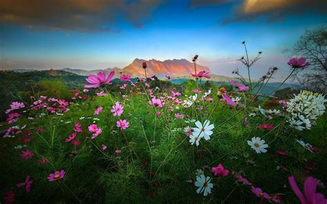 Landscape Nature Flowers Mountain Sunset Shrubs Clouds Spring