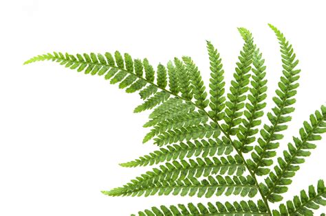 Free Fern Download Free Fern Png Images Free Cliparts On Clipart Library