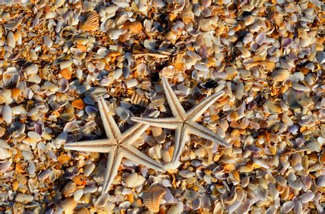 Starfish And Shells Free Stock Photo Public Domain Pictures